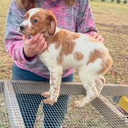 Boy 1 - Orange and white French Brittany puppy in Port Byron, Illinois from Bent River Bretons