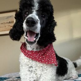 Poodles from Sea Swept Poodles