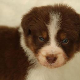 Titus - Red tri-color male Australian Shepherd puppy in Leavenworth, Kansas from Silverbrook Australian Shepherds