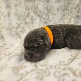 Orange collar - Gray male Cane Corso puppy in Fritch, Texas from Carrie Brown's Cane Corsos