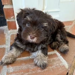 Chocolate male 1 - Chocolate male Havanese puppy in Douglas, Georgia from Huffer Hounds and Havanese