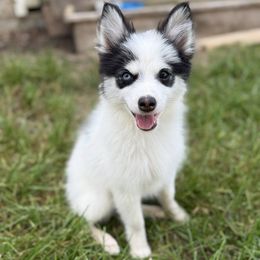 Nitro - Black and white male Pomsky puppy in Campton Hills, Illinois from Urban Miracle’s