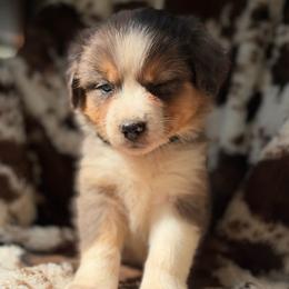 Honey Crisp - Blue merle female Australian Shepherd puppy in Wayne, West Virginia from Creek Side Aussies & Doodles