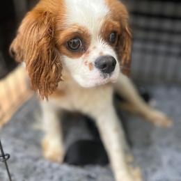 Sookie - Cavalier King Charles Spaniel