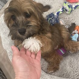 Havanese and Havapoo Puppies from Ladypawspuppies