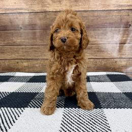 Paul - Red male Cockapoo puppy in Beresford, South Dakota from DAKOTA DOOD RANCH