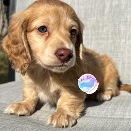 Boy 1 - Chocolate and cream male Dachshund puppy in Houston, Texas from L&L 4D Dancer’s Dachshunds