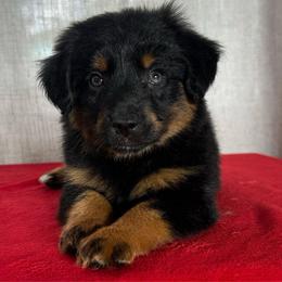 Alice - Black tri female Miniature Australian Shepherd puppy in Sulphur, Louisiana from Triple J Aussies and Corgis