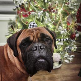 Alice - Bullmastiff