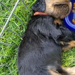 Gordon Setter Puppies from Bravo Gordon Setters
