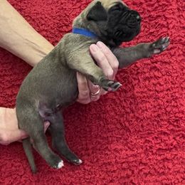 Blue collar - Fawn male Great Dane puppy in Morriston, Florida from Boulder View Danes