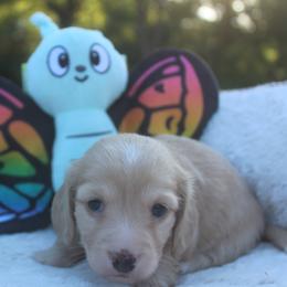 Dachshund Puppies from JP’s Dachshunds
