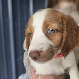 Pink Collar - Orange and white female Brittany puppy in South Haven, Minnesota from Rolling Field Brittanys