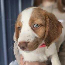 Pink Collar - Orange and white female Brittany puppy in South Haven, Minnesota from Rolling Field Brittanys