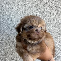Ace - Liver male Shih Tzu puppy in Bakersfield, California from Little pumpkin Shih Tzu’s