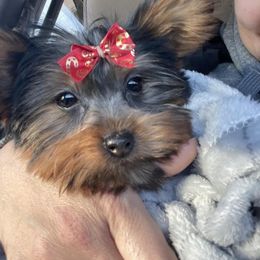 Yorkshire Terrier Puppies from Yorkietopia