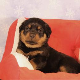 Nara - Black and mahogany female Rottweiler puppy in Uniontown, Alabama from CedarBluff Rottweilers