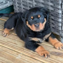 Male - Black and mahogany male Rottweiler puppy in Birmingham, Alabama from K&B Rotts