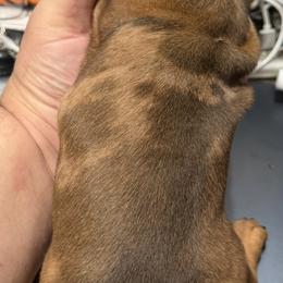 Dachshund Puppies from Witchy Woman’s Wiener’s