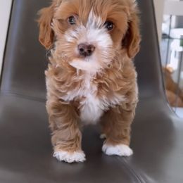 Goldendoodle Puppies from Paddington Doodles