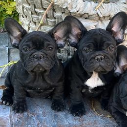 French Bulldogs from Debbie Beck