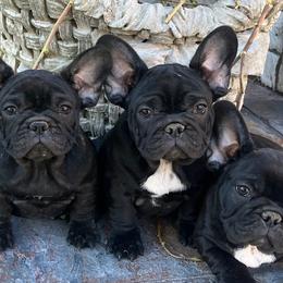 French Bulldogs from Debbie Beck