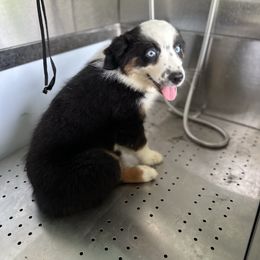 Jackie - Black tri-color female Australian Shepherd puppy in Asheboro, North Carolina from Stellar Aussies