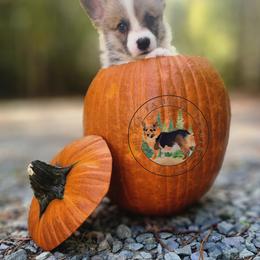 Muffin - Red female Pembroke Welsh Corgi puppy in Cameron, North Carolina from Butts Family Corgis