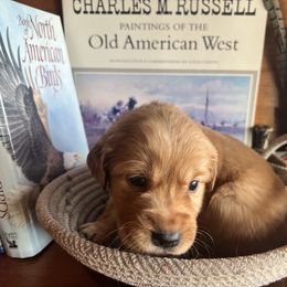 Orange Pup - Boy - Dark golden male Golden Retriever puppy in Leadore, Idaho from Gunsight Goldens