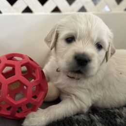 Golden Retriever Puppies from Arden Hill Goldens