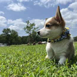 Patches - Sable female Pembroke Welsh Corgi puppy in Rogers, Arkansas from Rocky Field Corgis