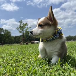 Patches - Sable female Pembroke Welsh Corgi puppy in Rogers, Arkansas from Rocky Field Corgis