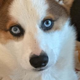 Flint - Sable male Pembroke Welsh Corgi puppy in Heyworth, Illinois from Schumaker Corgis