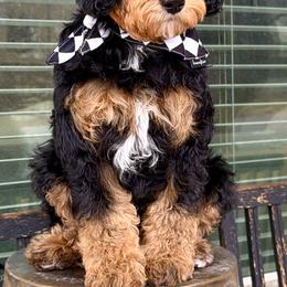 Boy 1 - Phantom male Bernedoodle puppy in Salt Lake County, Utah from Coco Avenue Pups