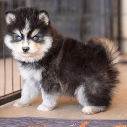 Ridge - Black and white male Pomsky puppy in Mesa, Arizona from Platinum Pomskies
