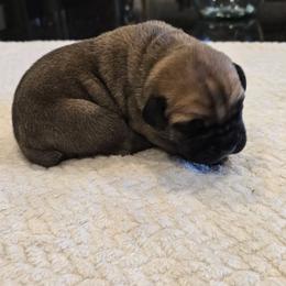 Purple collar - Fawn male Cane Corso puppy in Granbury, Texas from La Muerte Corso Kennel