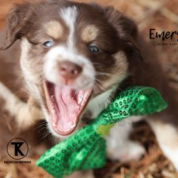 Australian Shepherd, Miniature American Shepherd, Miniature Australian Shepherd, and Toy Australian Shepherd Puppies from TK Standard, Mini, & Toy Aussies