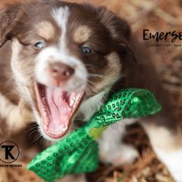 Australian Shepherd, Miniature American Shepherd, Miniature Australian Shepherd, and Toy Australian Shepherd Puppies from TK Standard, Mini, & Toy Aussies