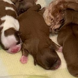 Boy 1 - Red male Shih Tzu puppy in Springfield, Missouri from Lopez Family Tails
