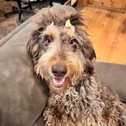 Daisy - Bernedoodle