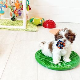 Shih Tzu Puppies from Arizona Sunrise Shih Tzus
