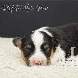 Chord - Black and tan male Pembroke Welsh Corgi puppy in Straughn, Alabama from Magnolia Creek Corgis