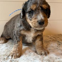 Blue Collar Boy - Blue merle male Bernedoodle puppy in San Augustine, Texas from Vintage Doodles
