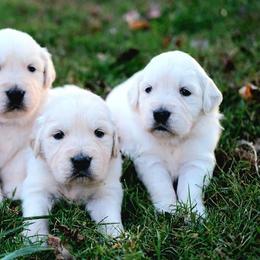 Golden Retriever Puppies from Golden Bunns Retrievers