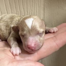 Kirk - Apricot male Maltipoo puppy in Mabelvale, Arkansas from Durham's Designer Poos
