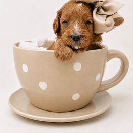Yara - Red  female Goldendoodle puppy in State Road, North Carolina from Must Love Doodles
