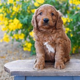Bernedoodle and Goldendoodle Puppies from Sun Valley Goldendoodles