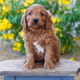 Bernedoodle and Goldendoodle Puppies from Sun Valley Goldendoodles