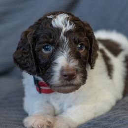Red - Parti Poodle puppy in Mc Kinney, Texas from Kenney kennels