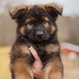 German Shepherd Puppies from FuryHaus German Shepherds